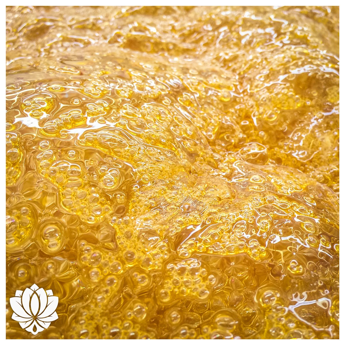 Golden pre-purge goodness coming out of our facility. Everything just keeps getting  better and better! #i502