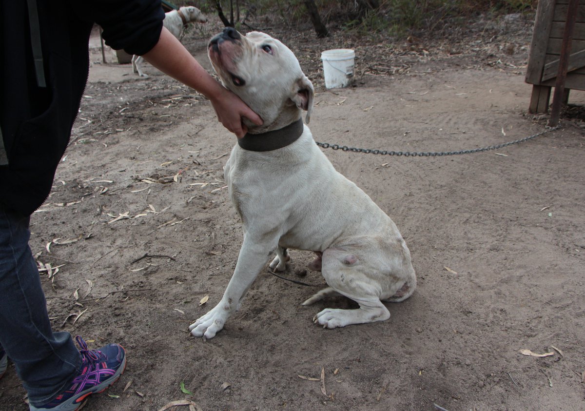 G_Westgarth's tweet photo. RSPCA deem Blind Bight dogs healthy, days after owner escaped conviction on 53 charges. https://t.co/fL4iEAcvIc https://t.co/NmPKgtkIRu