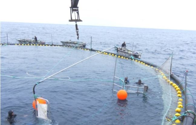 Liberan 190 toneladas de atún aleta azul bit.ly/293swgm