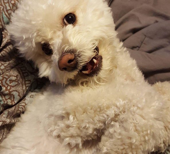 Scarlet_Resen's tweet photo. "Did someone say cheese?" #Cheeky Penny is one #doggie that loves a #photo op #askthepack #dogslife https://t.co/AF2CrqYmDL