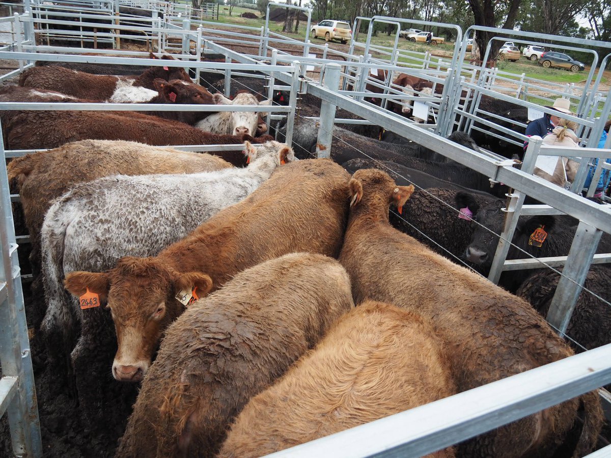 MancheeAg's tweet photo. @RAS_NSW #beefchallenge - MA win the Domestic Class with pen of heifers &amp; place 4th in Export Class. #livestock https://t.co/E5hqtl9esd