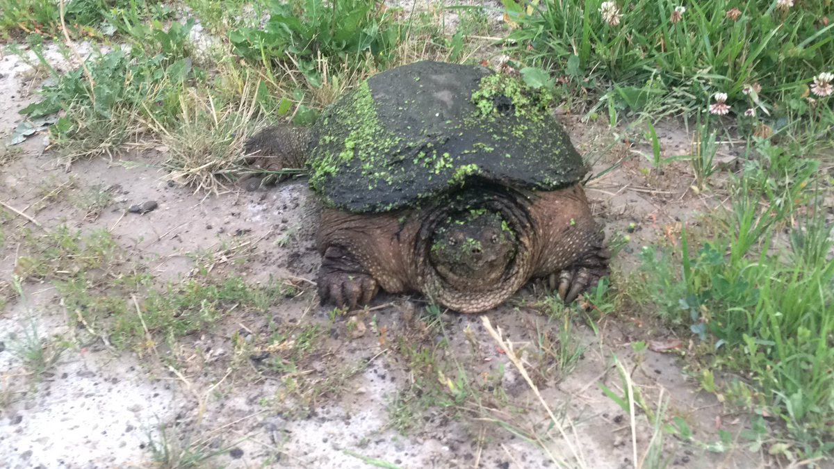 turtlehelper's tweet photo. I name turtles that I help across roads. This is Chestnut &amp; she's the biggest wild snapping turtle helped yet! 🌰 https://t.co/H8QibiC8nP