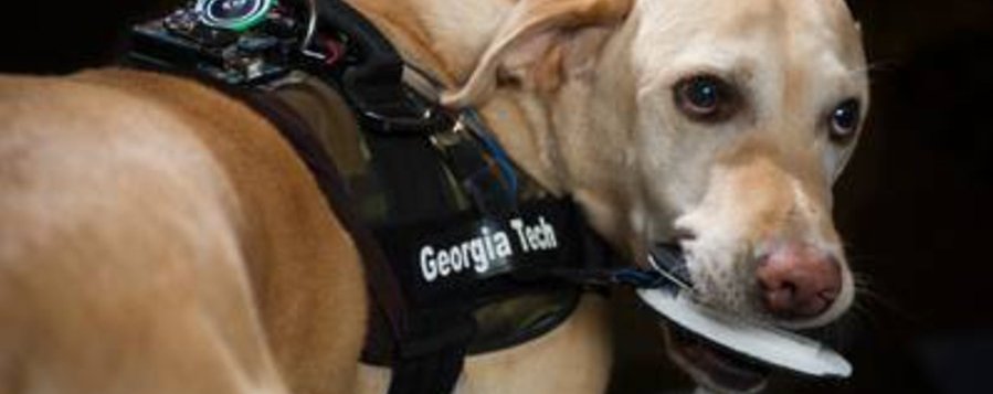 Desarrollan chaleco que permitirá la comunicación entre perros y humanos buff.ly/28Y9c0Q