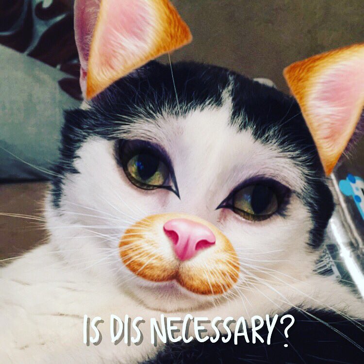 Kitteh_Maxine's tweet photo. #cats #catstagram #snapcat #かわいい #ねこちゃん #ねこ #CatsOfTwitter https://t.co/S7nlMZJwS8