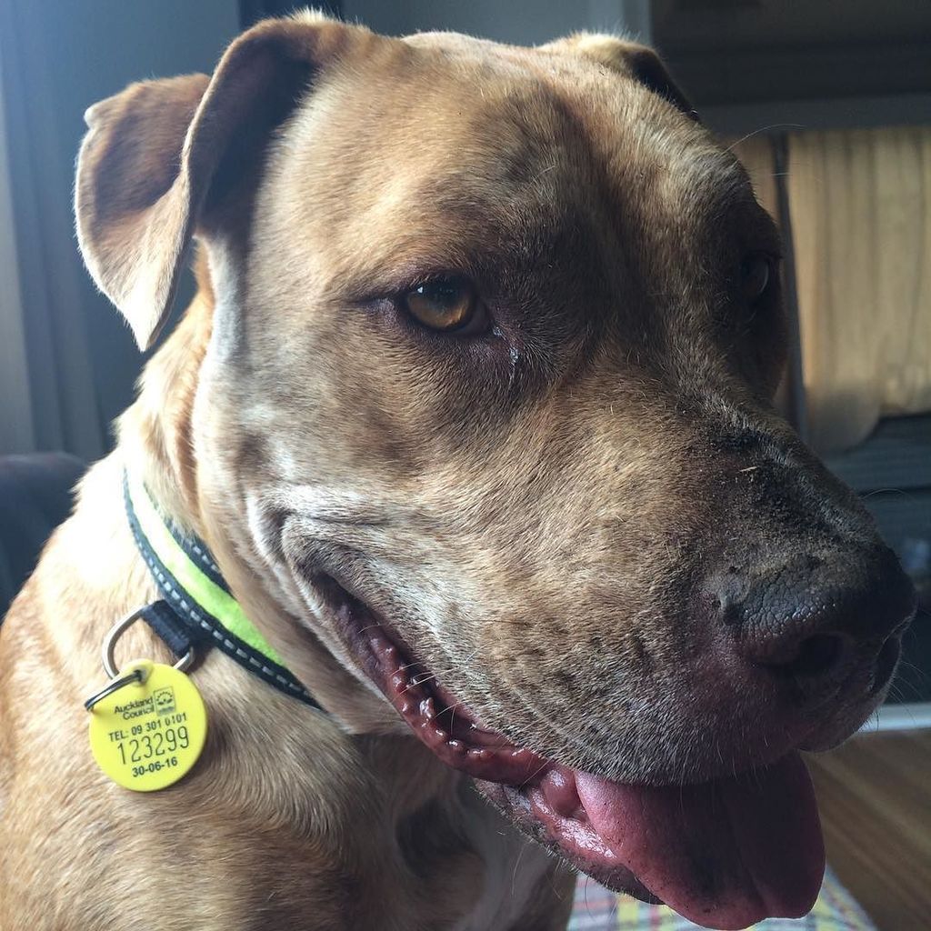 chaineddognz's tweet photo. Izzys dorky face 😍😍 https://t.co/njenSqT8mT #dogsofinstagram #dogsofauckland #rescuedog #mastiffx #izzypop https://t.co/BmZg6Ls81y