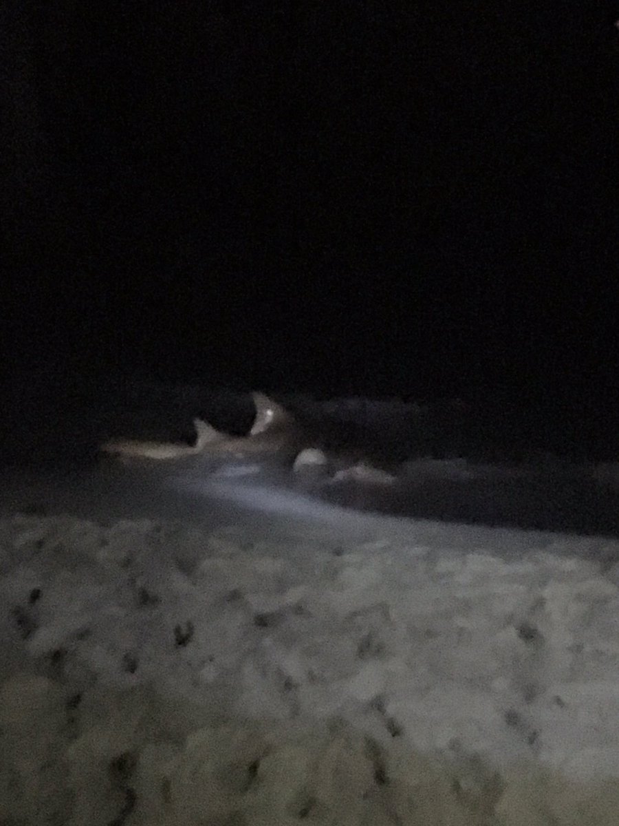 annabeth_kate20's tweet photo. Shark Week with real sharks!🌴❤️ #GiantCatfish😂 https://t.co/A6NpPP3f3A