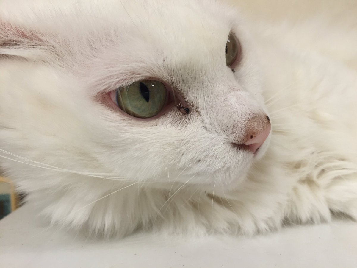 Hentalist45rpm tweet media