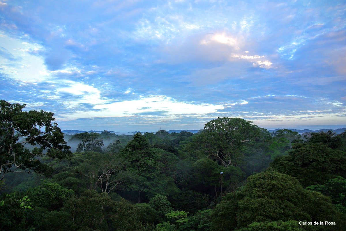 tropicalstudies's tweet photo. #LaSelva Canopy view is one of our most fave things in the tropics! #stateofthetropics #otsabroad - what's yours? https://t.co/NgbIbjQd9i