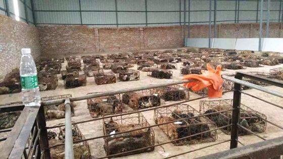 _elizabeach1's tweet image. 🆘 URGENT #623 🆘 QUARANTINE CORRUPTION #DOGS SEALED OFF W/ NO AIR/WATER❗️100 MISSING❗️ #CHINA
m.facebook.com/story.php?stor…