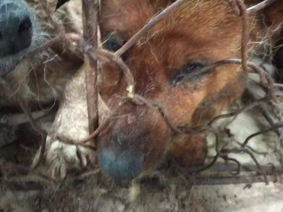 _elizabeach1's tweet image. 🆘 URGENT #623 🆘 QUARANTINE CORRUPTION #DOGS SEALED OFF W/ NO AIR/WATER❗️100 MISSING❗️ #CHINA
m.facebook.com/story.php?stor…