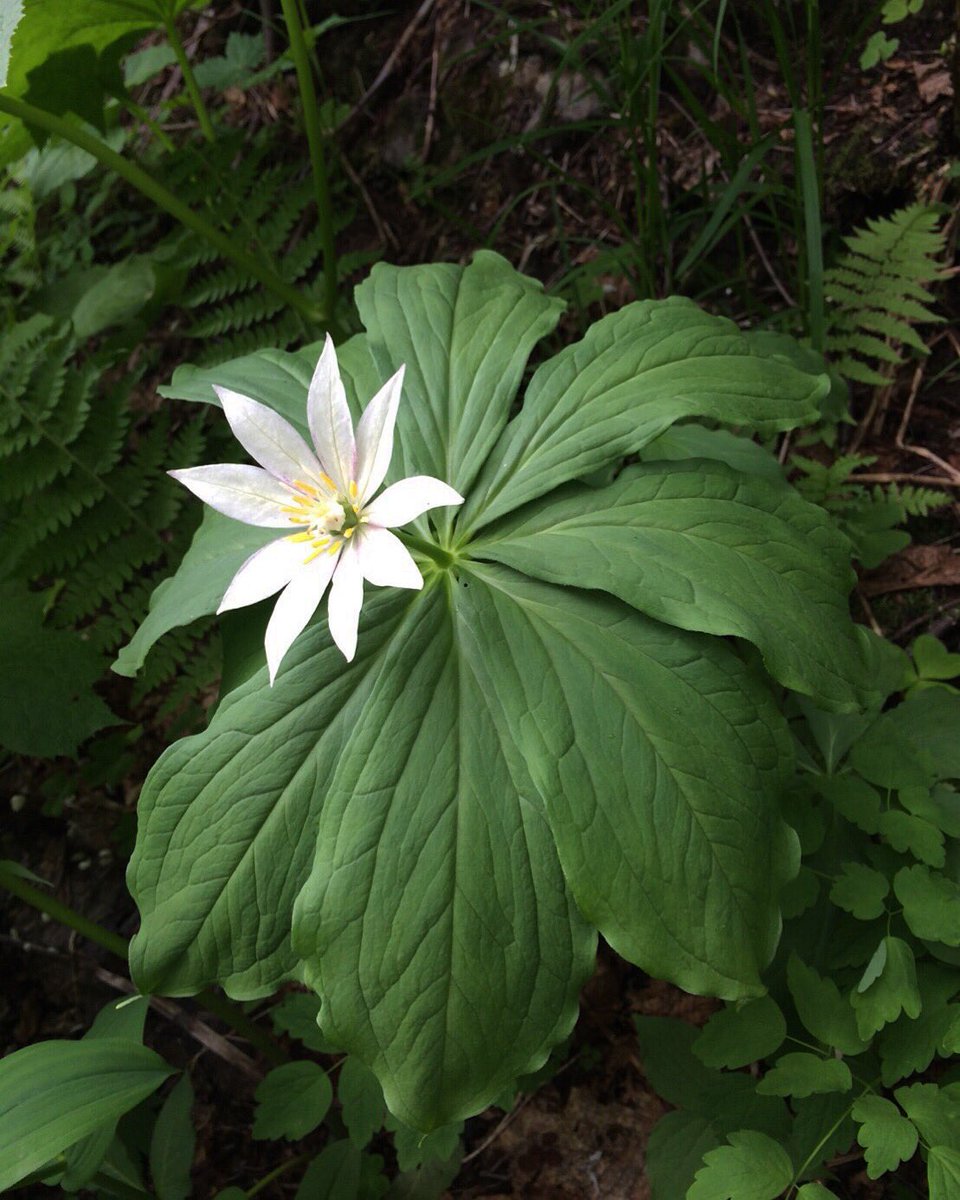 Mitsugen Paris Japonica Kinugasa Japonica キヌガサソウ 日本固有種 優雅な葉 Photo By Shinji Kawata Mitsugen Paris Japonica Kinugasa Japonica キヌガサソウ 日本固有種 優雅な葉 Photo By Shinji Kawata