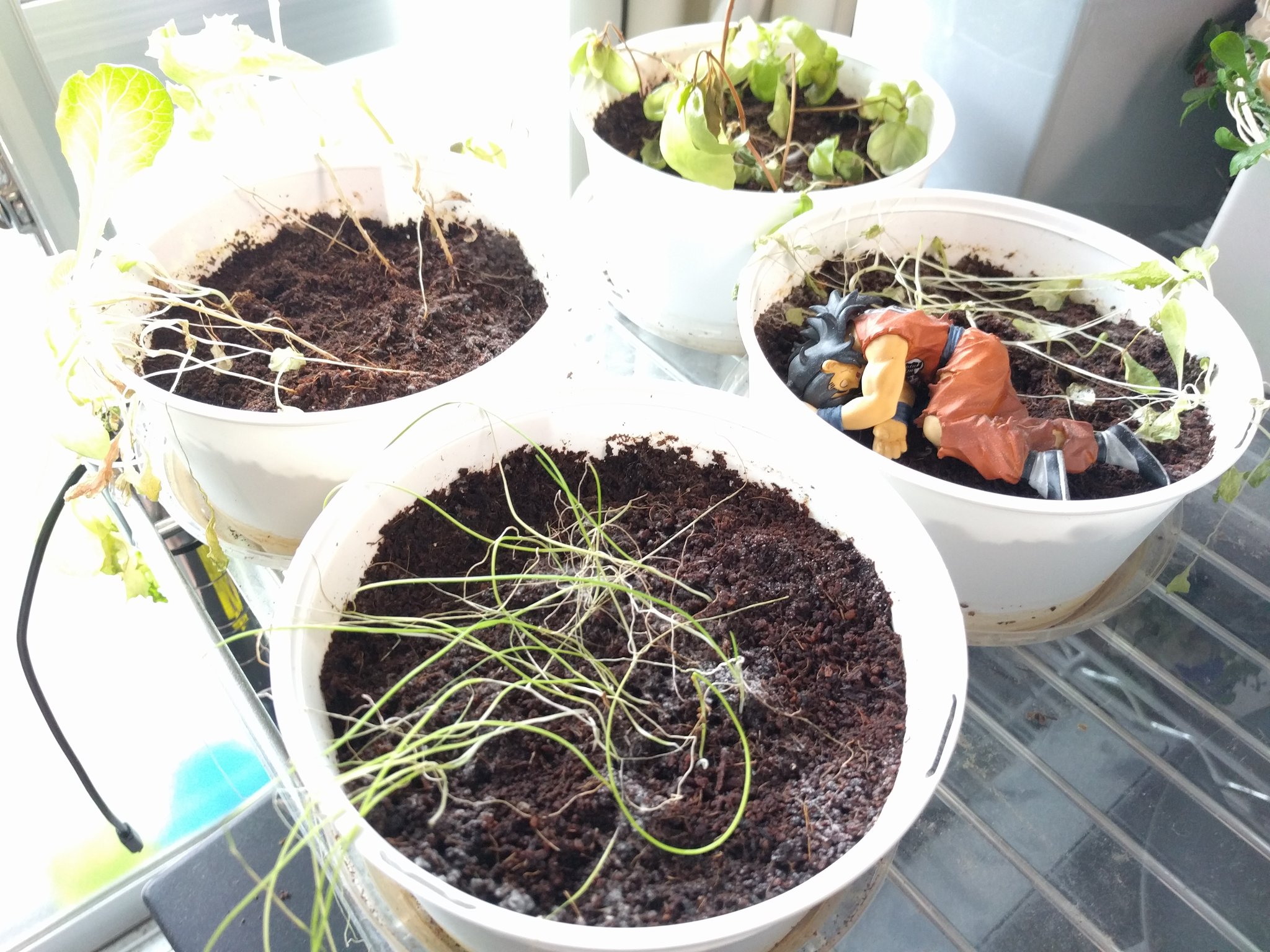 辻正浩 Masahiro Tsuji 観葉植物の土にカビが生えたら カビを取り除いたあとアルコールスプレーで消毒してあげれば良い というネットで探した情報を試した結果 荒廃してしまったファミマ育てるサラダの様子です どうぞご査収下さい 辻正浩 Masahiro Tsuji 観葉植物の土にカビが生えたら カビを取り除いたあとアルコールスプレーで消毒してあげれば良い というネットで探した情報を試した結果 荒廃してしまったファミマ育てるサラダの様子です どうぞご査収下さい