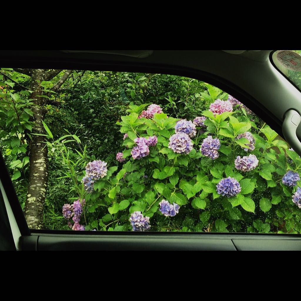 foto134's tweet photo. #hydrangea #Argent_film #SKRWT #SquareFx
#セバスチャン_クルマド https://t.co/wGDoaUdWxt https://t.co/HqfNXGkZrg