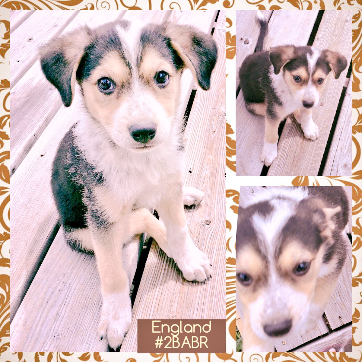 4HFosterNetwork's tweet photo. 💕🏡ADOPTED❣ #England #OrphanGirlNo17 #BrexitDogs #Tea #2BABR #Honeyhounds #RescuePups4Rado #AdoptDontShop #Shepesky https://t.co/blAqeGz0zD