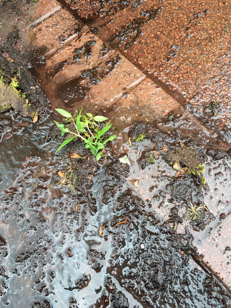 Extreme Patio Clean™ tweet media