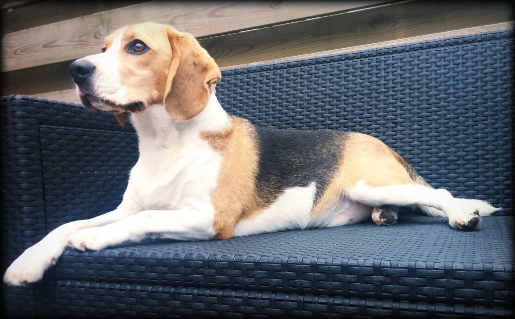 MisterGKay's tweet image. My Dog ''Toby'' ,&amp;lt;3 &amp;lt;3 &amp;lt;3 &amp;lt;3 &amp;lt;3
#HeIs2YearsOld. #TimeGoesFast.