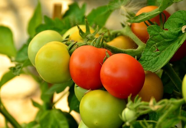 Best Vegetables to Plant in the Summer&gt;&gt; goo.gl/xuHPy4