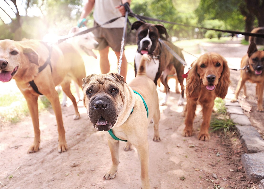 wiki_dog's tweet photo. Which dog breed is right for me? - https://t.co/yUBxMQ6KeP
#dog #puppy #puppies #cute #doglover #dogs #folllowme https://t.co/N3OhngWR3d