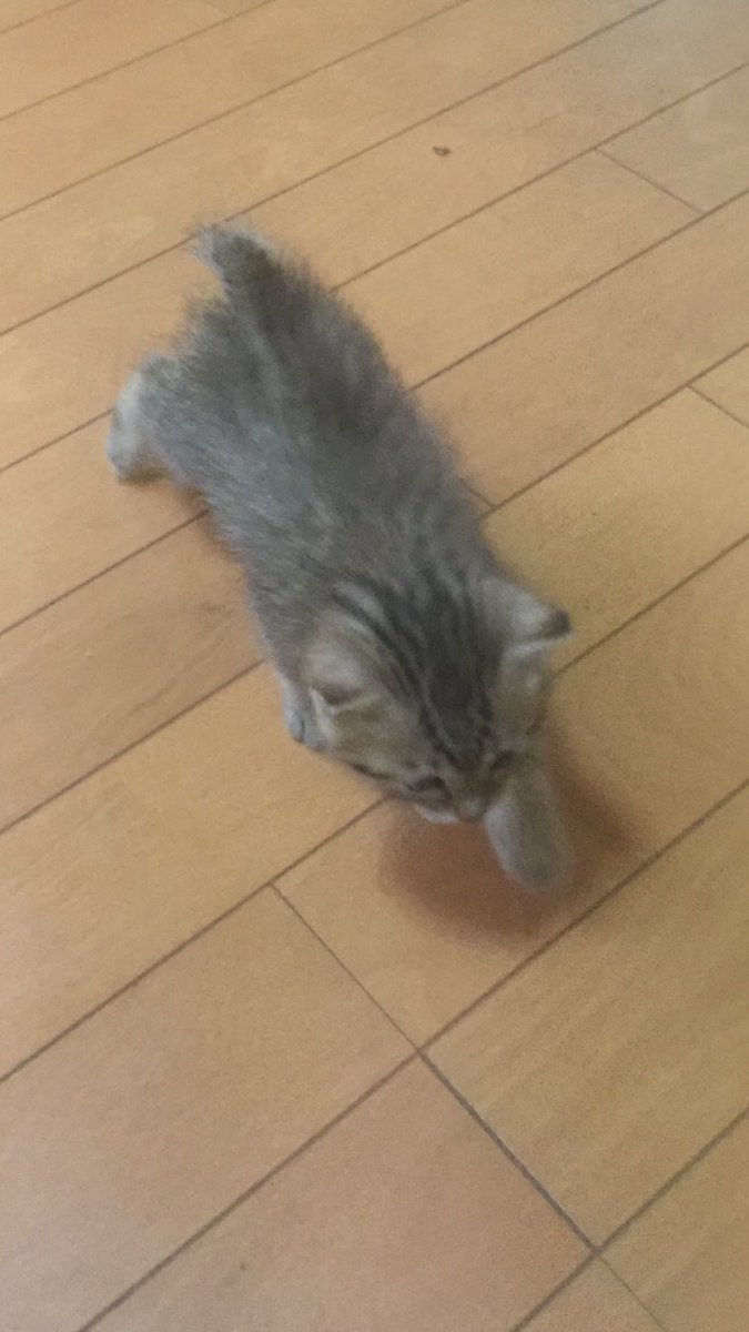 480310's tweet photo. かっ…可愛いぜ…
生後1カ月のメス猫ちゃんが我が家にやってきた
遊び疲れてトイレで寝ちゃった…
萌え死にそう https://t.co/nchBFzyDqz