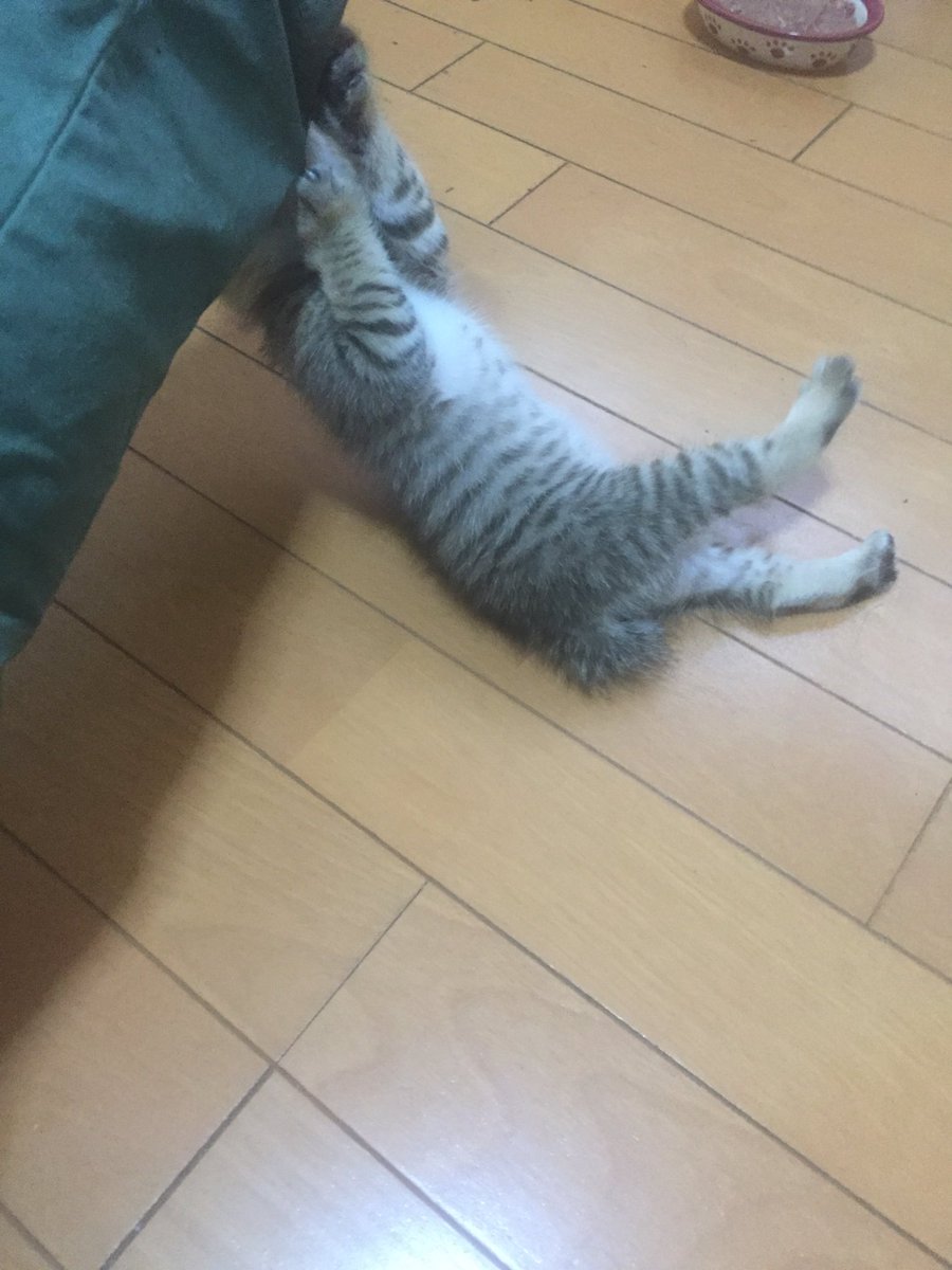 480310's tweet photo. かっ…可愛いぜ…
生後1カ月のメス猫ちゃんが我が家にやってきた
遊び疲れてトイレで寝ちゃった…
萌え死にそう https://t.co/nchBFzyDqz