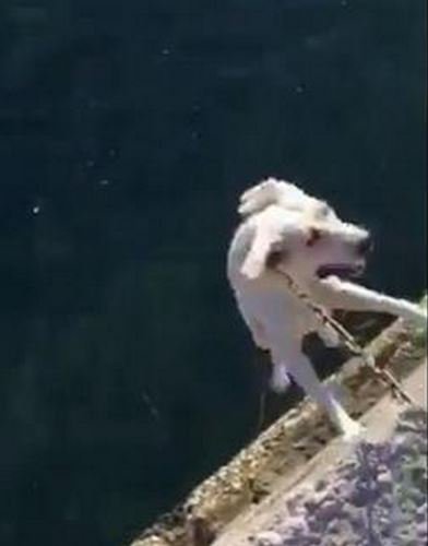 Video: Puppy Is Tortured and Hanged by Laughing Soldiers