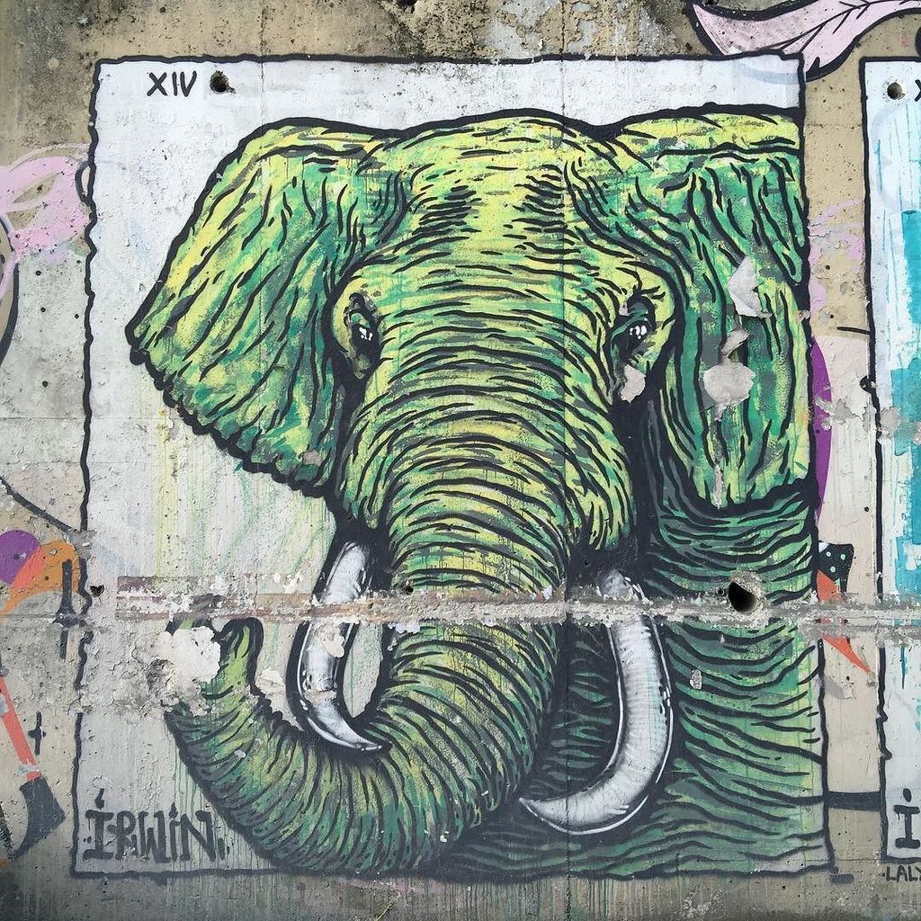 Lucael's tweet photo. Elephant' solitary morning run #rawmln https://t.co/zoMjsJIYXu