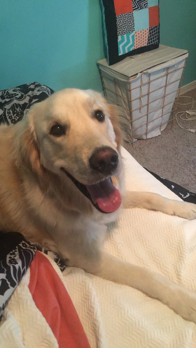mookiepooo's tweet photo. It doesn't get much cuter than this ❤️🐶 https://t.co/2CIH6Mwaoh
