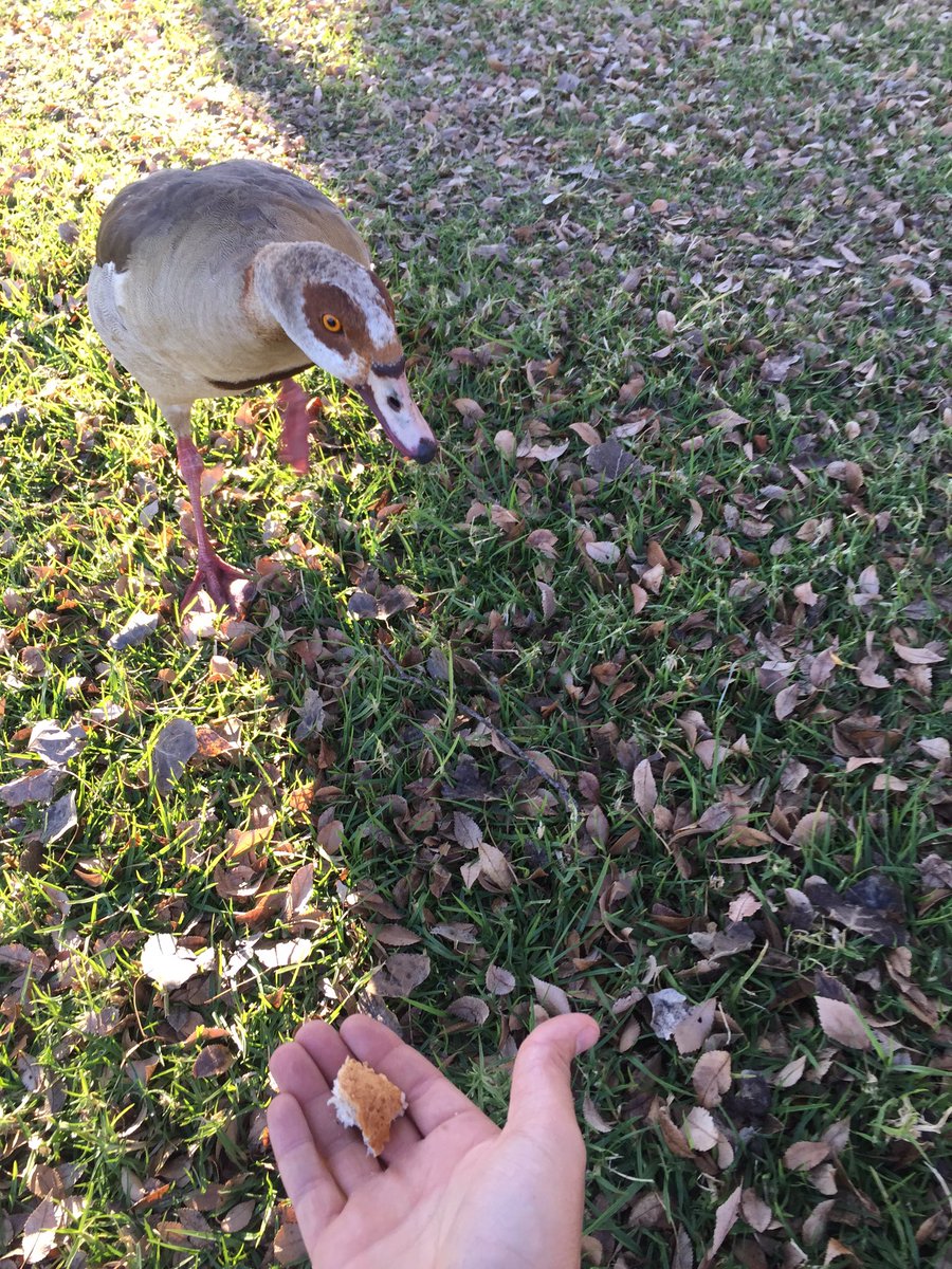 NickolausBauer's tweet photo. #WestRand? #BESTRAND! Feeding the ducks at #FloridaLake as part of @eNCA's hometown series https://t.co/r0HQuBg4Mv