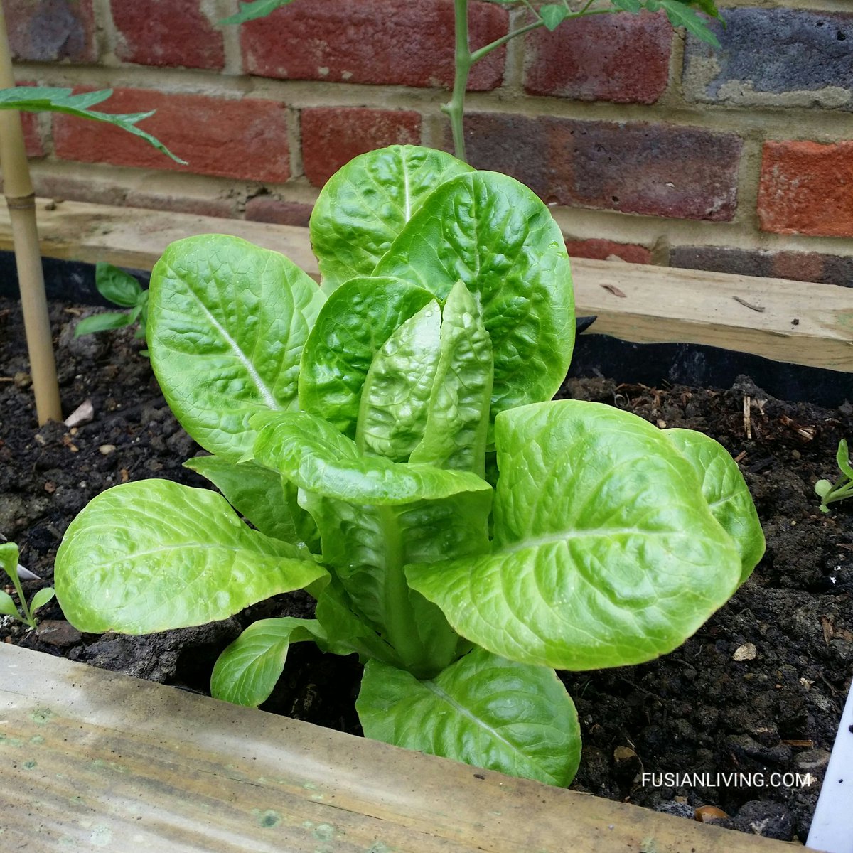 My 'Little Gem Pearl' lettuce ready for harvest.. 😀 #kitchengarden #GYO #greenhouse 
instagram.com/p/BHLJ0uxBFO1/