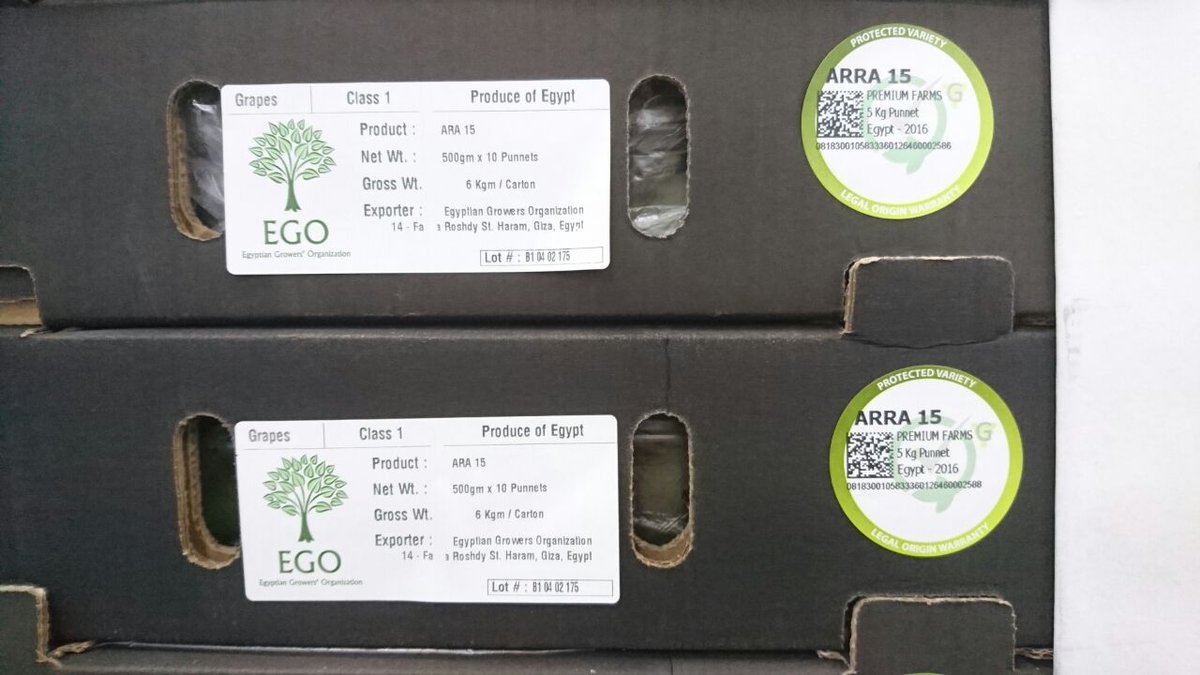GrapaVarieties's tweet photo. Fantastic ARRA 15 from Egyptian Premium farms #ARRAgrapes #LookForTheSticker https://t.co/OVjLmBYMi2