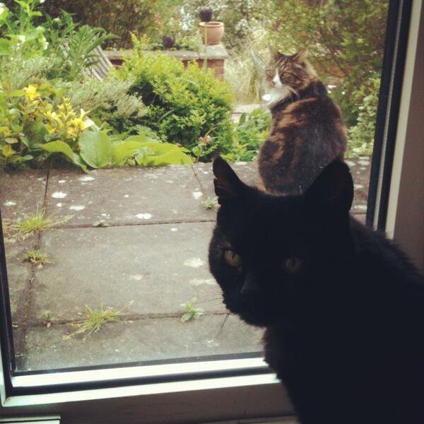 My cat is sad because my other cat made the hasty, uninformed decision to go out &amp; now thoroughly regrets doing so.