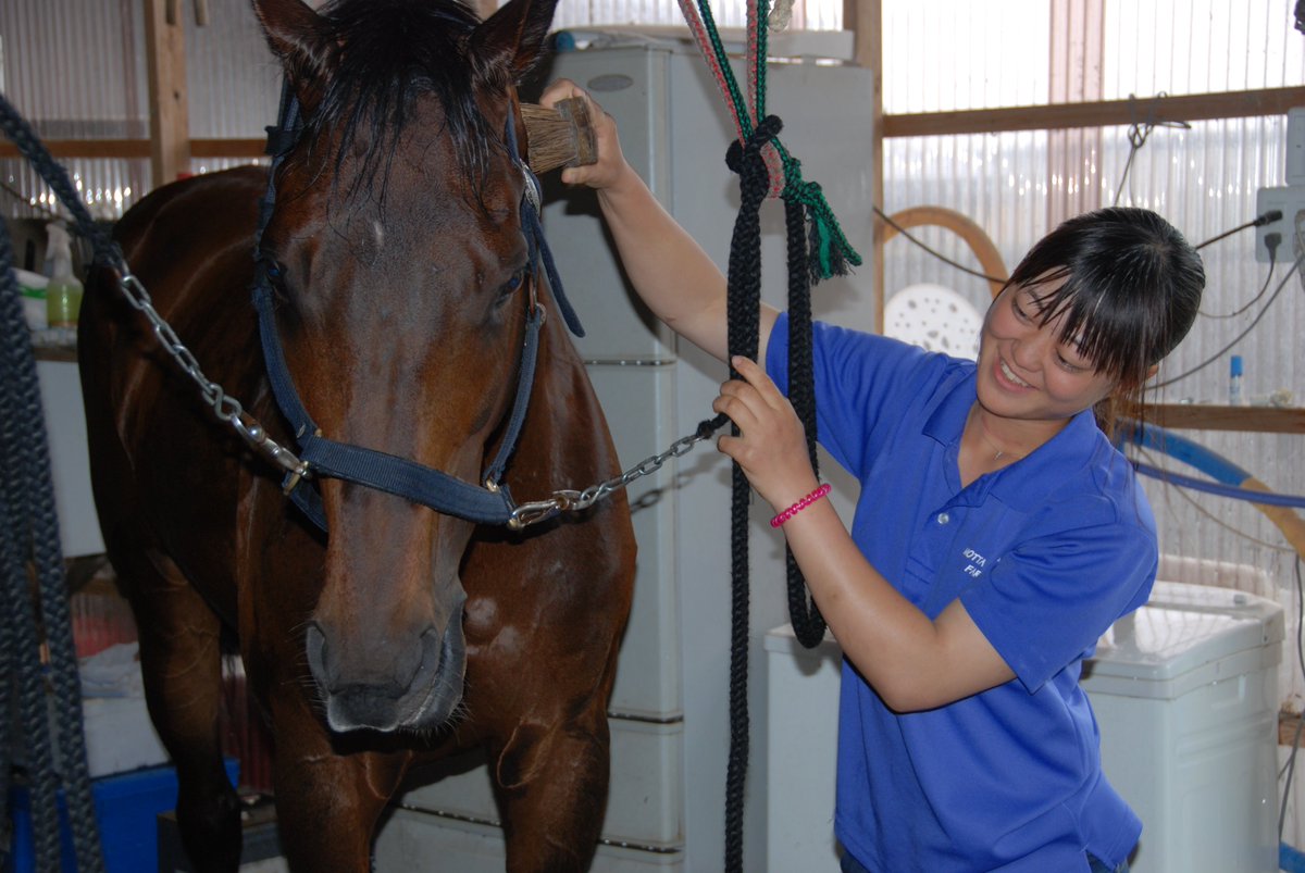 相馬市 相馬野馬追 宇多郷から出陣する阿部里奈さんは今日福島民友新聞社の取材を受けました 里奈さんは馬が大好きで小学３年生から野馬追に出場 本年は9度目の野馬追を迎えます 本番まで残すところ約3週間 愛馬も里奈さんも気合が入ります