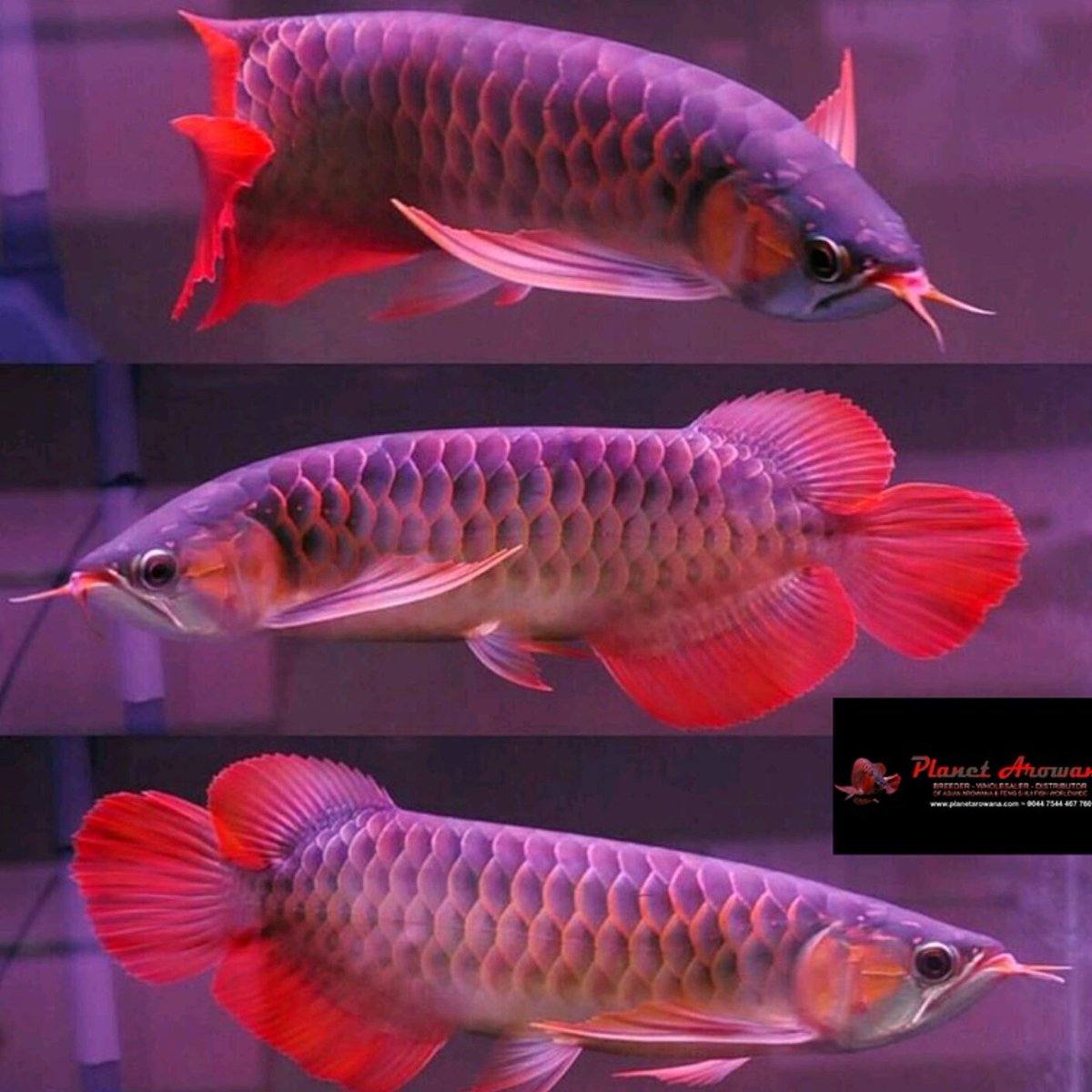 planetarowana's tweet image. Now in stock please visit planetarowana.com
