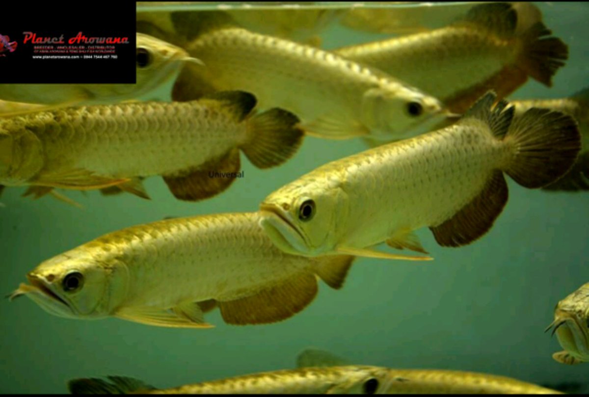 planetarowana's tweet image. planetarowana.com