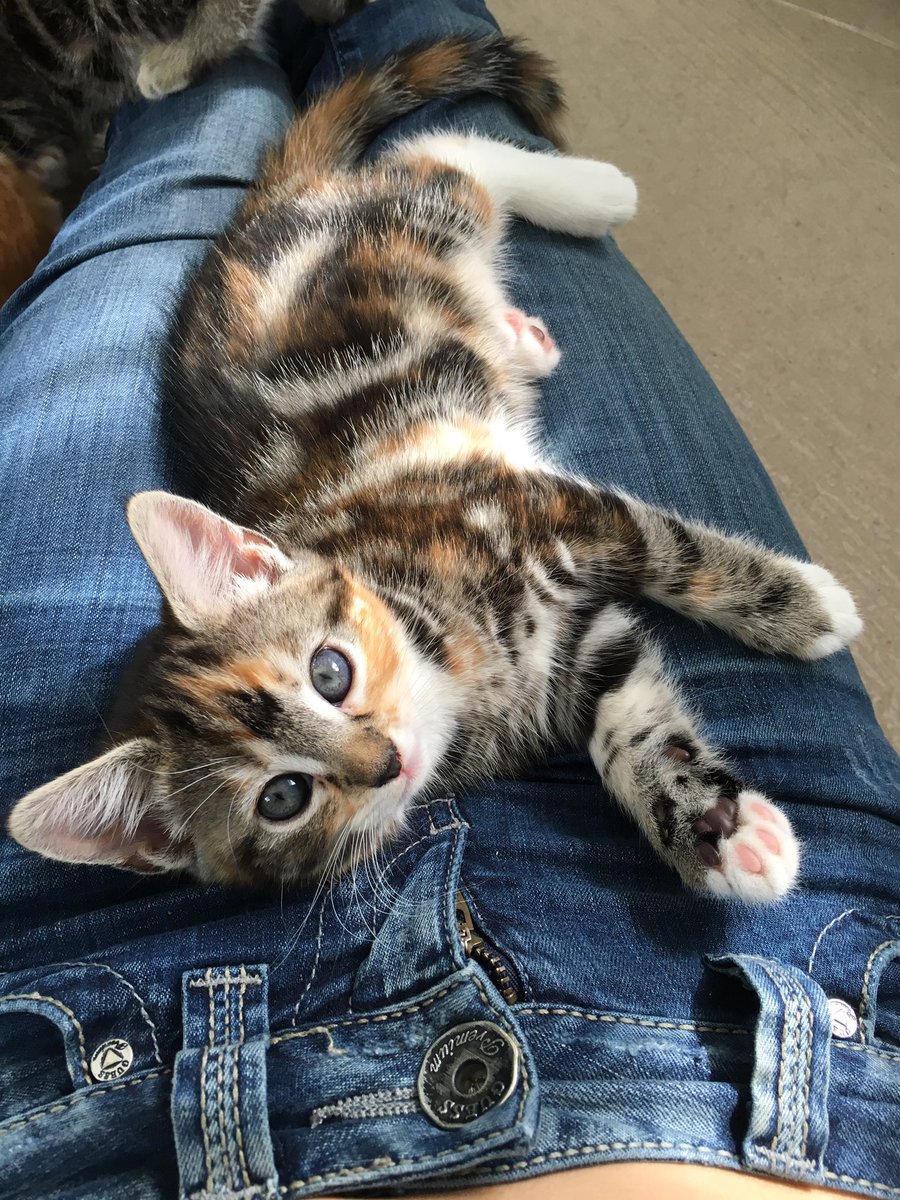 KittensCam's tweet photo. Her eyes match my jeans #khally https://t.co/KygqbiErF8