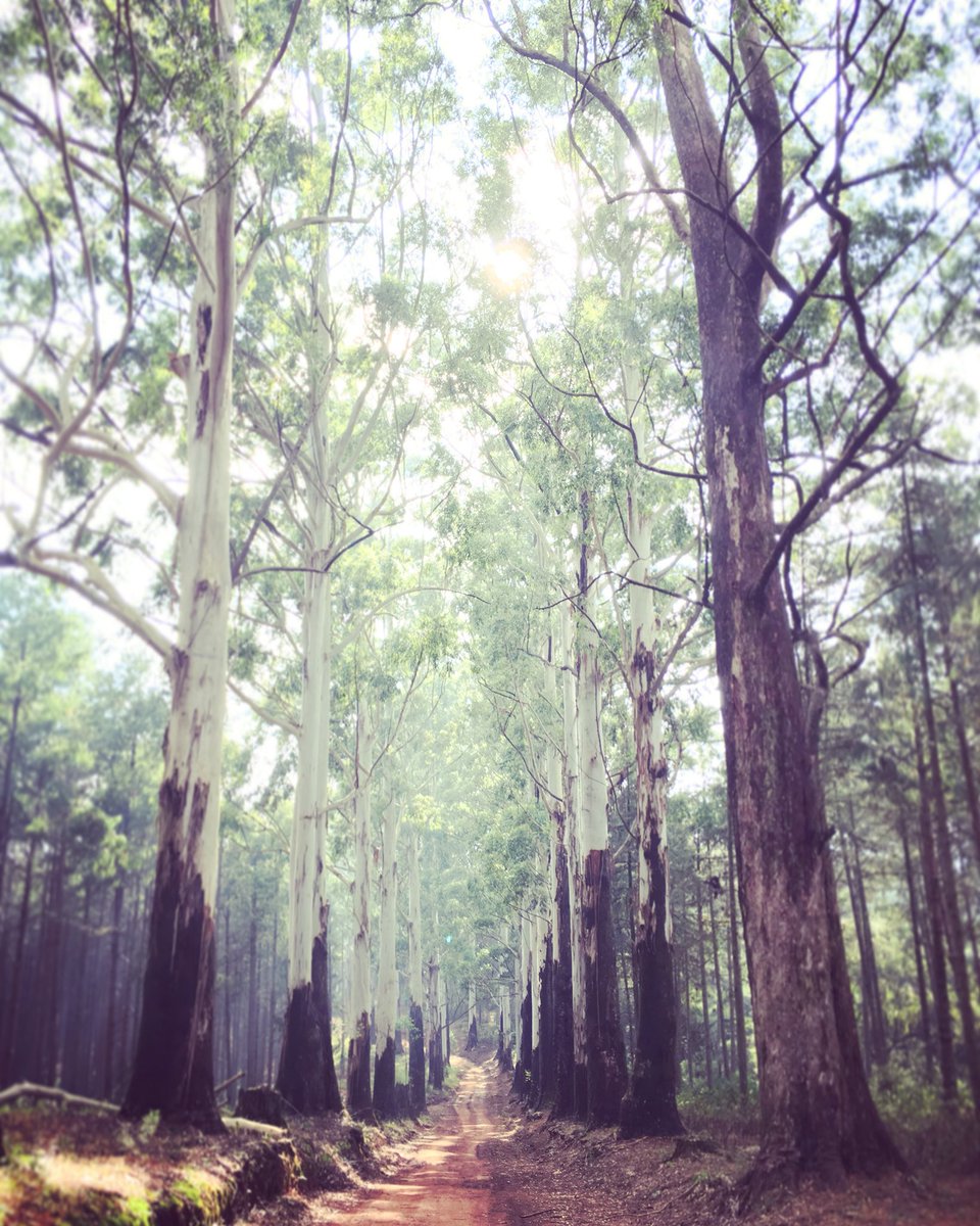 Visit Magoebaskloof tweet media