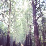Photo by Visit Magoebaskloof (@magoebas)