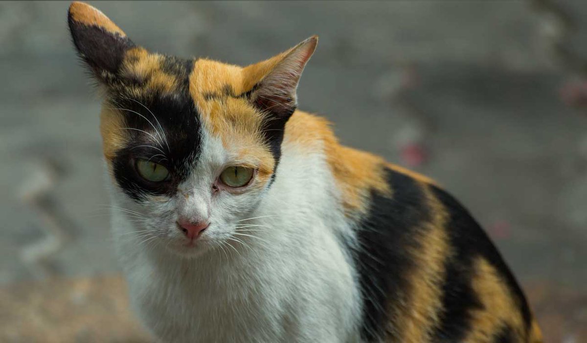 30millionsdamis's tweet photo. Un animal abandonné a faim
Un animal abandonné a mal
Un animal abandonné a besoin de vous !
https://t.co/XfA0knjPbi https://t.co/zJJXdiFW9X