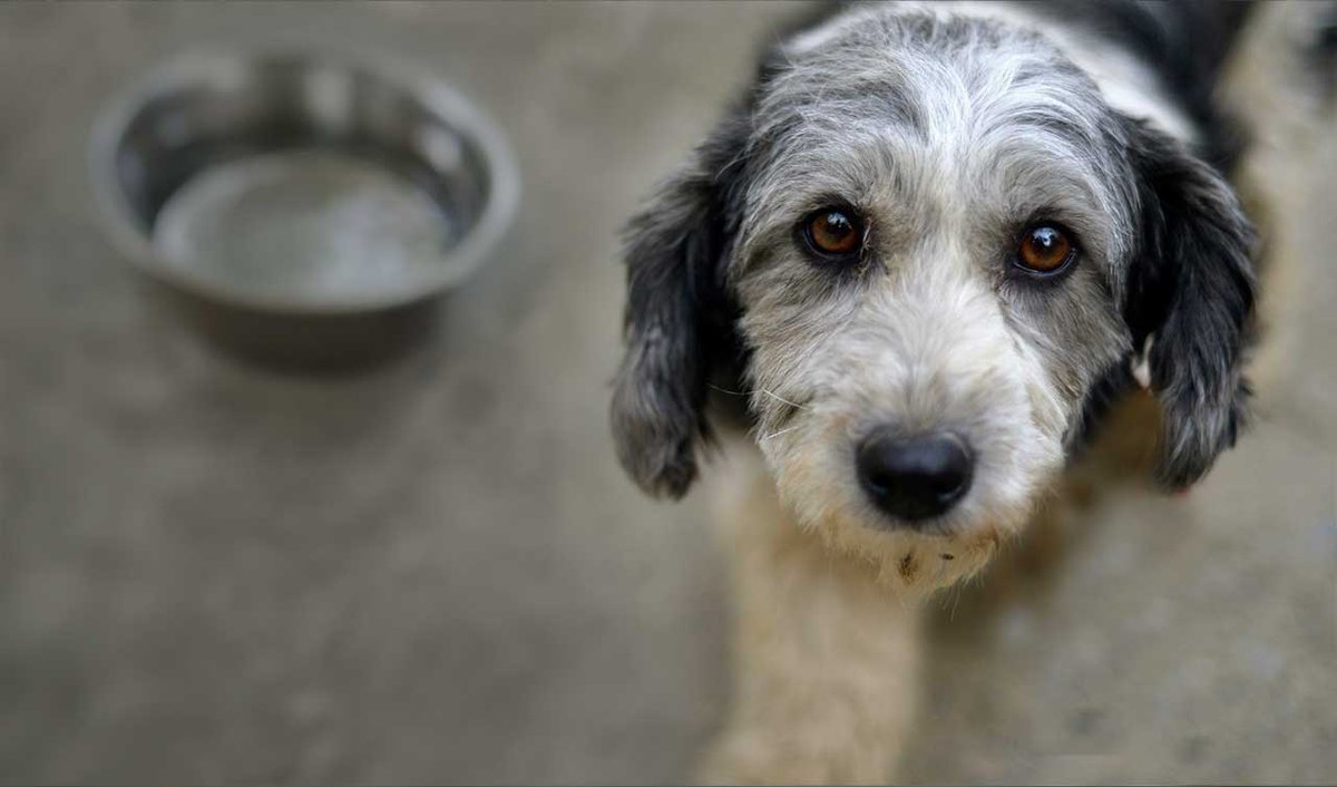 30millionsdamis's tweet photo. Un animal abandonné a faim
Un animal abandonné a mal
Un animal abandonné a besoin de vous !
https://t.co/XfA0knjPbi https://t.co/zJJXdiFW9X