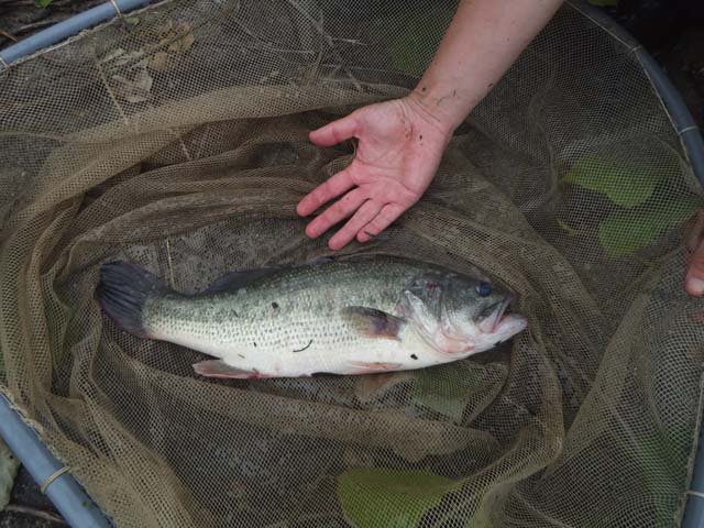 蕪栗沼 でっかいブラックバス退治しました 稚魚は100匹以上 T Co 8x4gfpjoaz Twitter 蕪栗沼 でっかいブラックバス退治しました 稚魚は100匹以上 T Co 8x4gfpjoaz Twitter