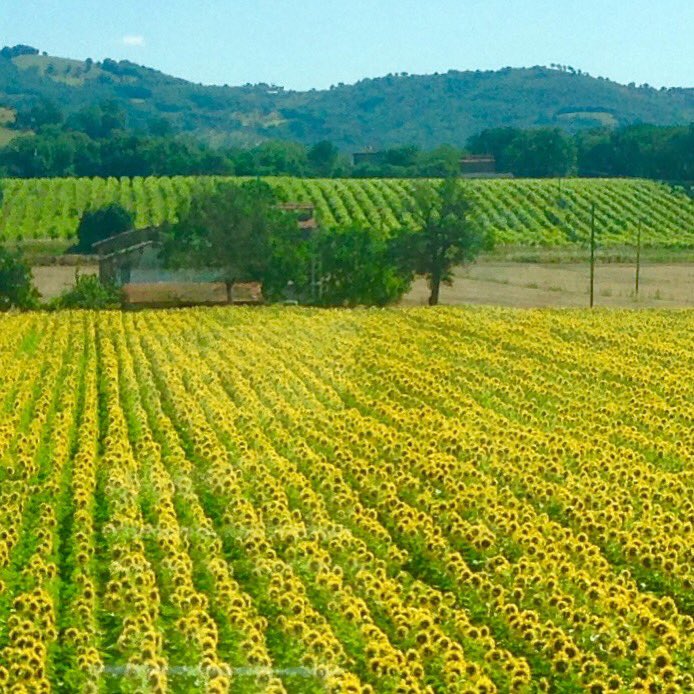 pinocampi's tweet photo. Umbria Glory #costsaver #italianscene #fun #assisi https://t.co/A4oDEIYwJo