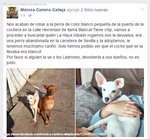 PlanellesMundoN's tweet photo. Compartimos este aviso de @MonikMontoro sobre el robo de su perra. Cualquier info, comunicarse con ella. https://t.co/f2xwGpkWP3