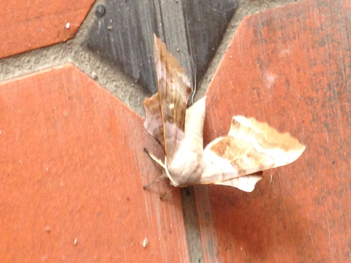 TrueCRIMEMuseum's tweet photo. This little fella was eagerly waiting outside our gates this morning #MassiveMoth! https://t.co/j7xgqTM0dw