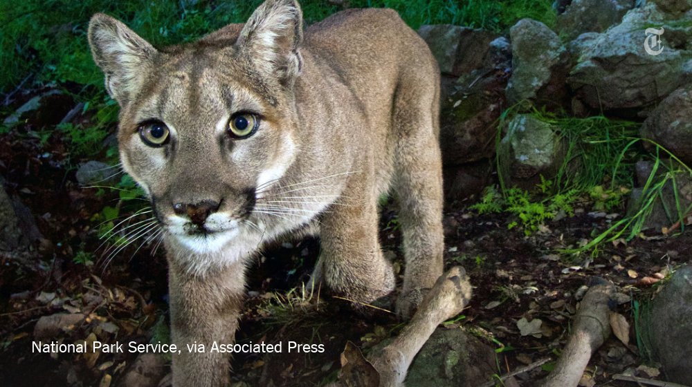 nytimes's tweet photo. Run or fight? Here's what to do when a wild animal attacks. https://t.co/mzVA8ZuEoc https://t.co/dqVQl2EYur
