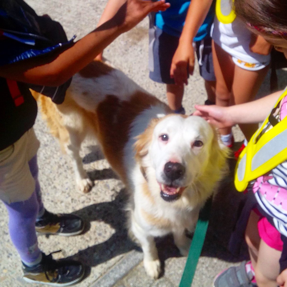 HildyMueller's tweet photo. My dog just got overrun by 20 kindergarden kids... but she did a god job!! #kindergarden #farmdog #kidsanddogs https://t.co/UCptYr7gnD