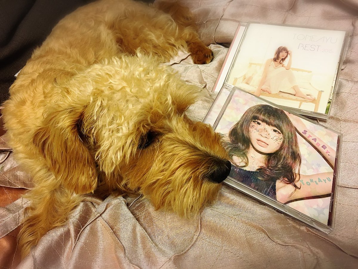 toneayu's tweet photo. 宝物がもう一枚、増えました。
すぐ噛まれましたが、明日発売です😌💎🌙✨
中は見てからのお楽しみ💓
https://t.co/syPsp88Rpz
#TONEAYU #NEW #ALBUM
#Starry #BEST2015 https://t.co/iNWKZGBK1V