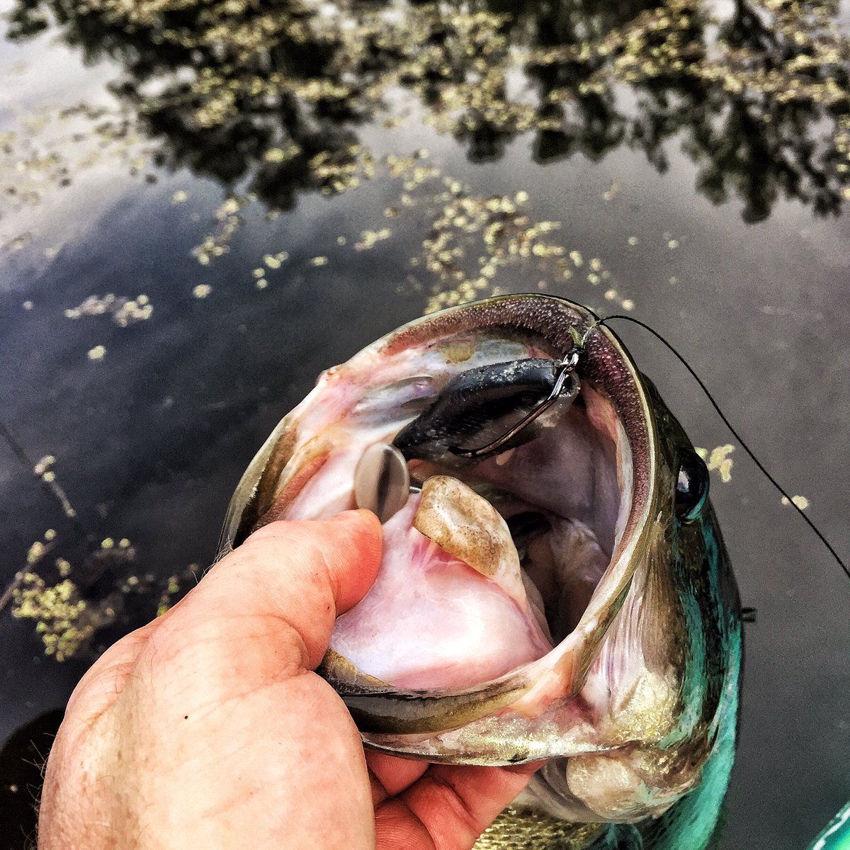dsricketts's tweet photo. Does you plastic frog hold up through many fish on 2 separate trips? The @CremeLures Du-Dad does! #dudad #cremelure https://t.co/Y12Vj85sky