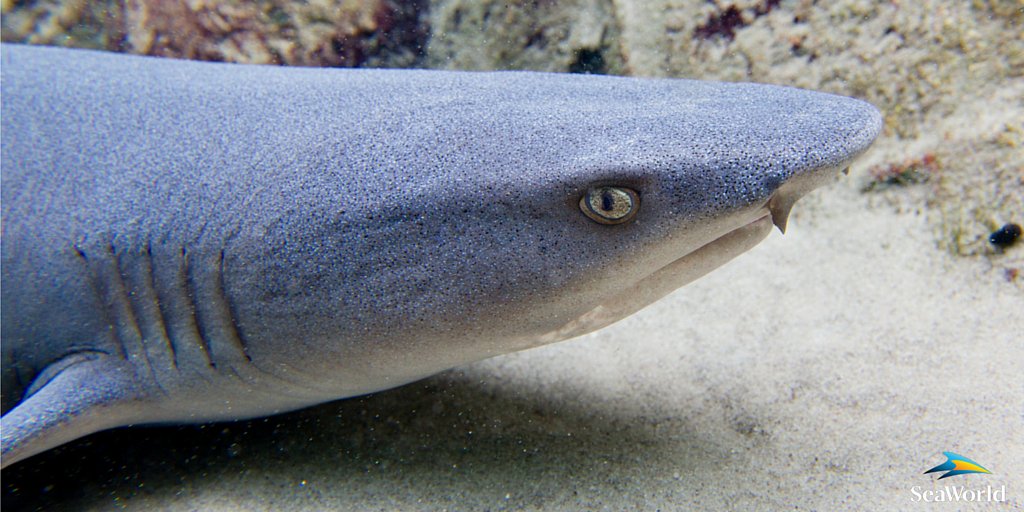SeaWorld's tweet photo. PSA: Humans are more dangerous to #sharks than sharks are to humans #sharkweek https://t.co/e36BrP6pmB