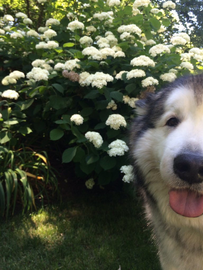 dogsandfIowers's tweet photo. https://t.co/WbWqY2wOAz