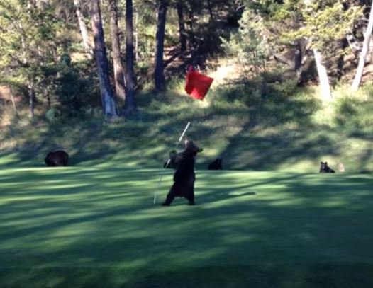 ReadAboutGolf tweet picture
